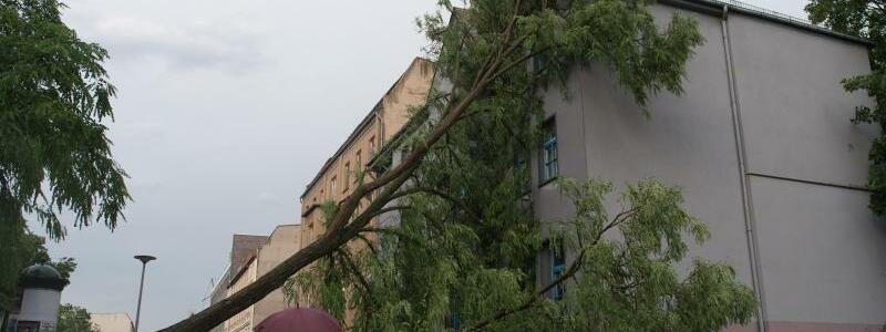 Umgeknickter Baum in Magdeburg - Foto: Klaus-Dietmar Gabbert